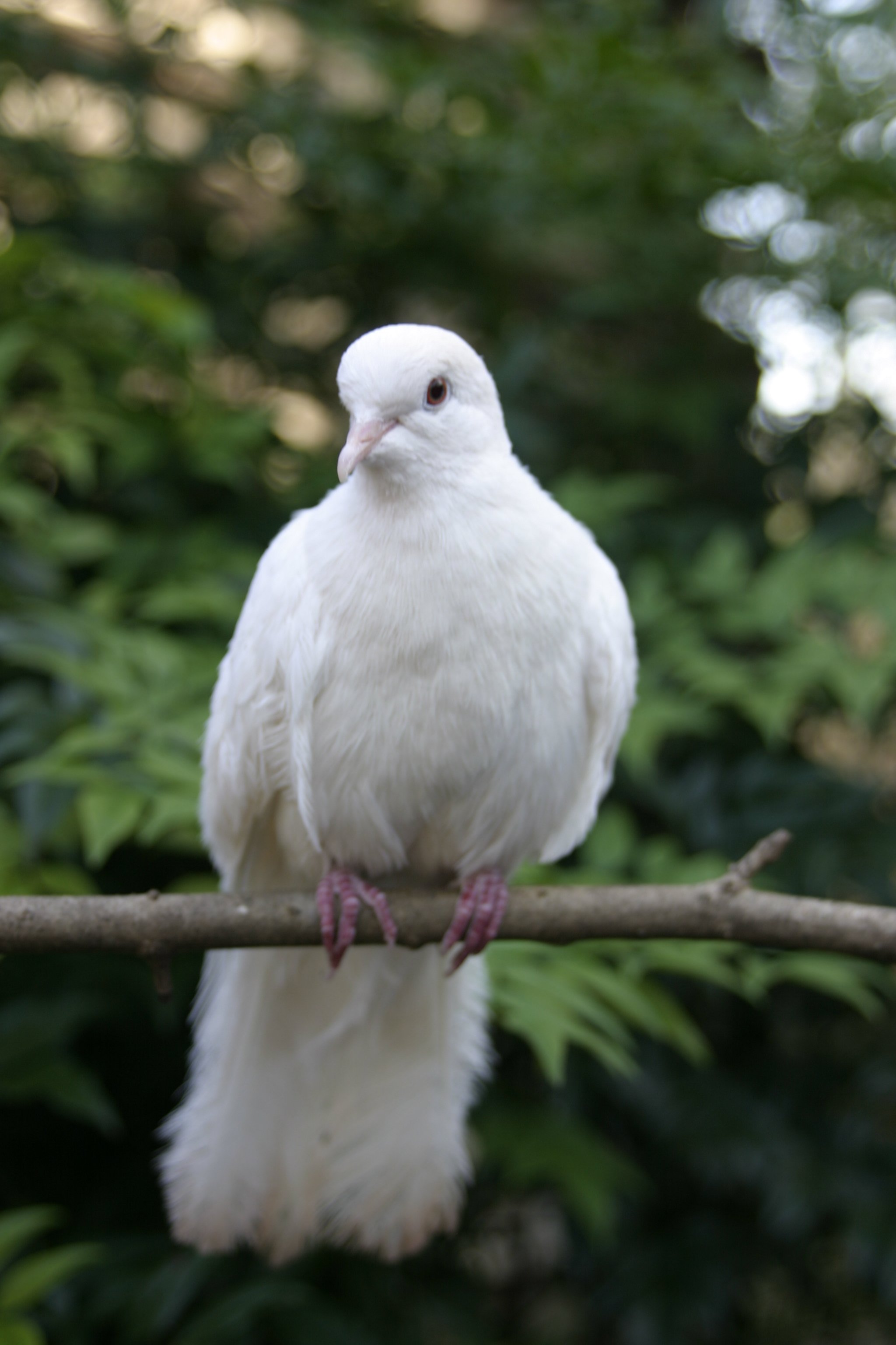 In Memory: Miracle the Dove