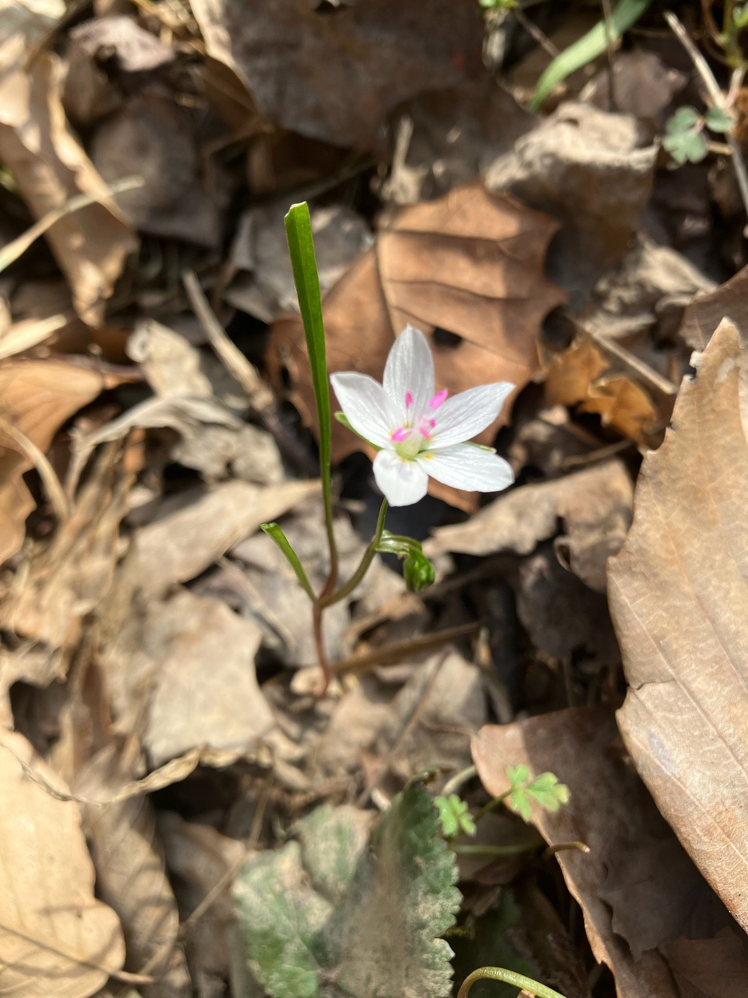  Spring-Beauty,  Claytonia virginica . Photo by Owen Doll. 