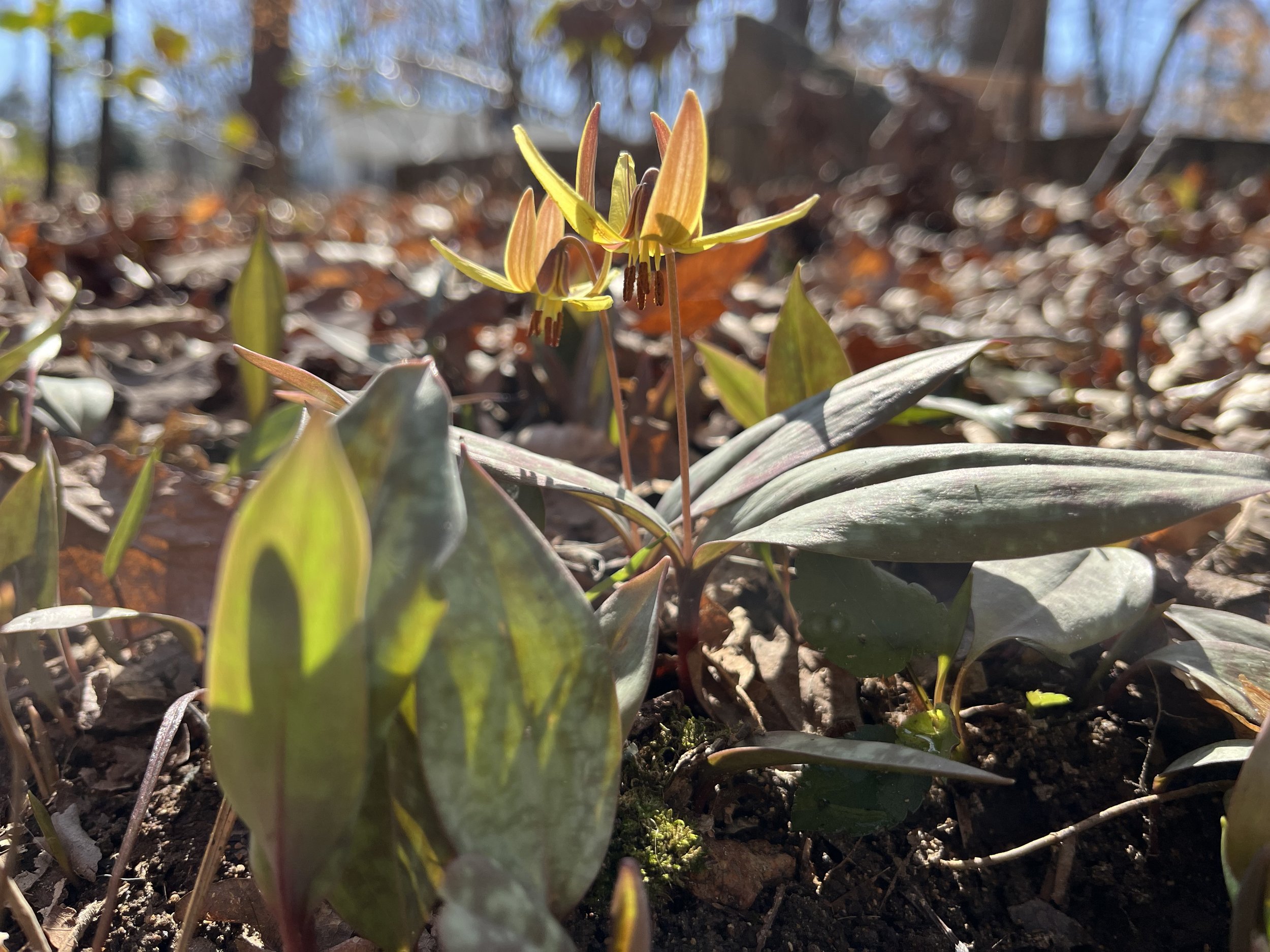 Trout Lily,  Erythronium americanum.  Photo by Karen McCall. 