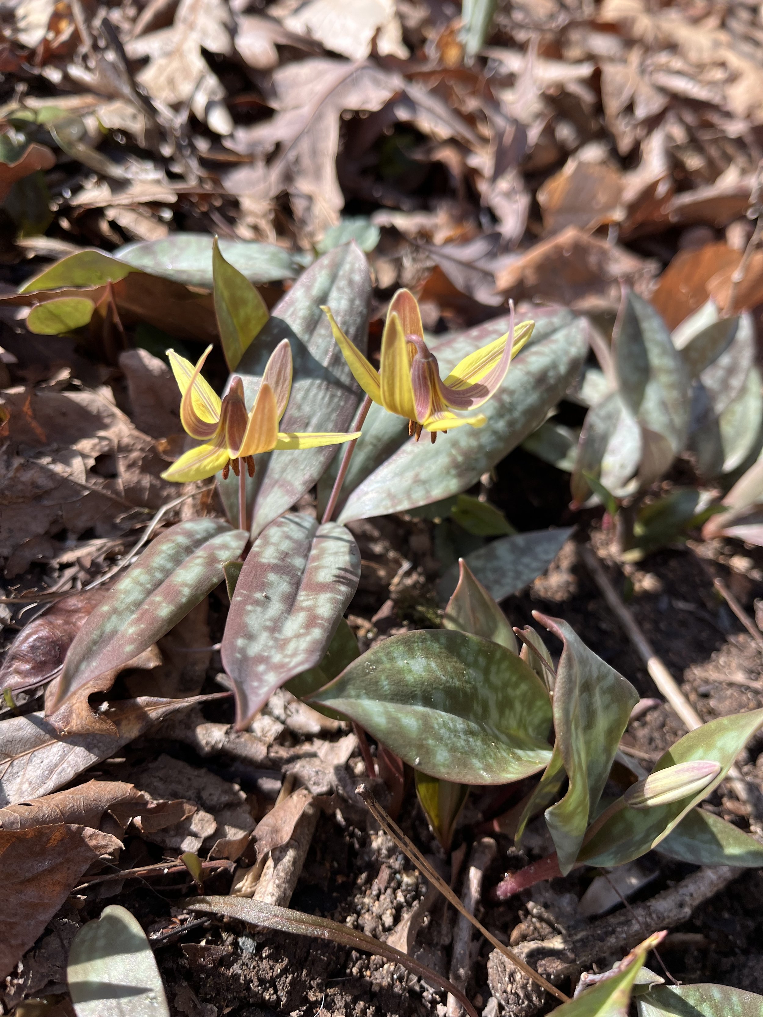  Trout Lily,  Erythronium americanum.  Photo by Karen McCall. 