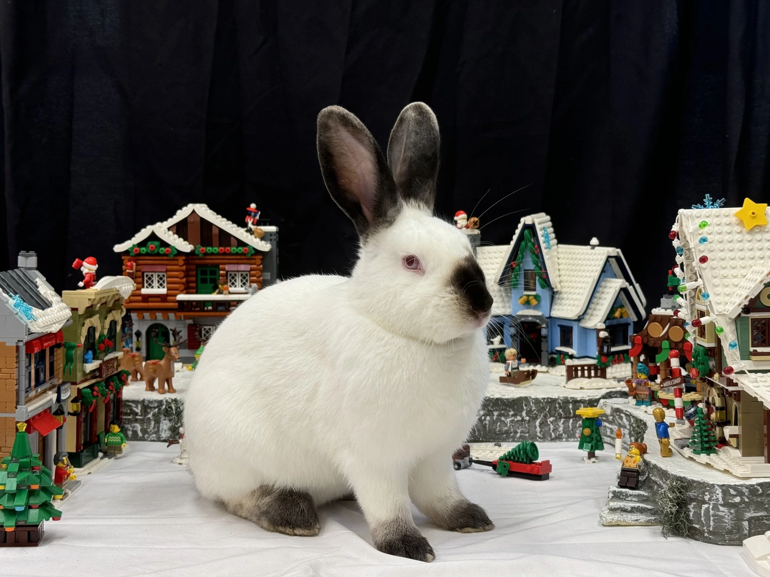 Warm Wishes and Festive Photos to Brighten Your Day!