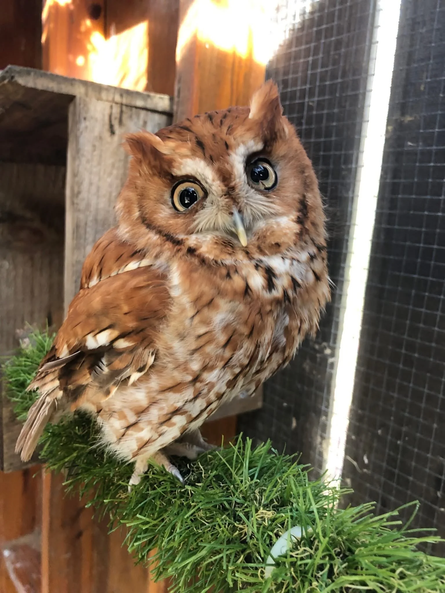 Arlo (Eastern Screech Owl)