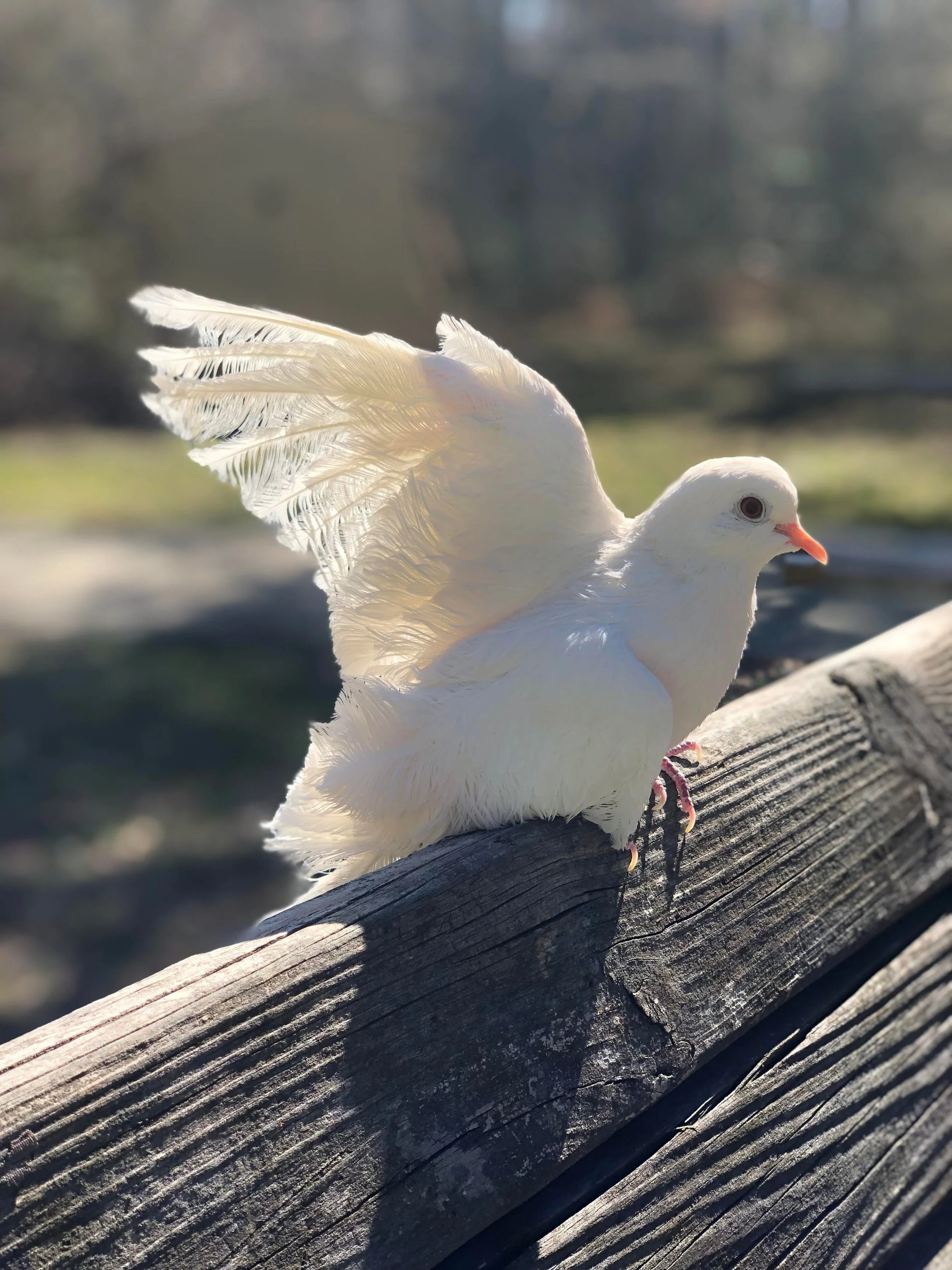 Miracle (Albino Frizzled Ring-Necked Dove)