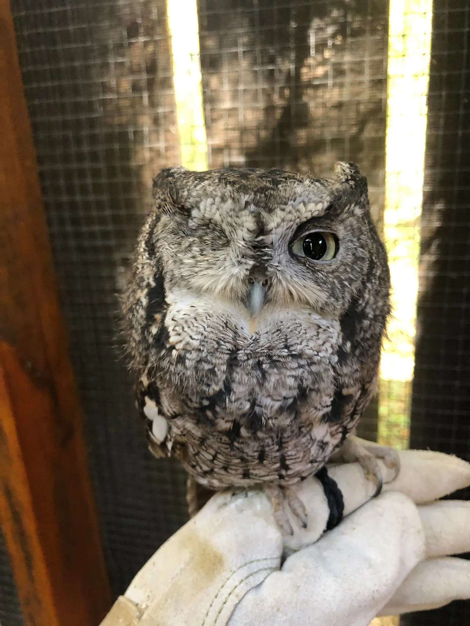 Ash (Eastern Screech Owl)