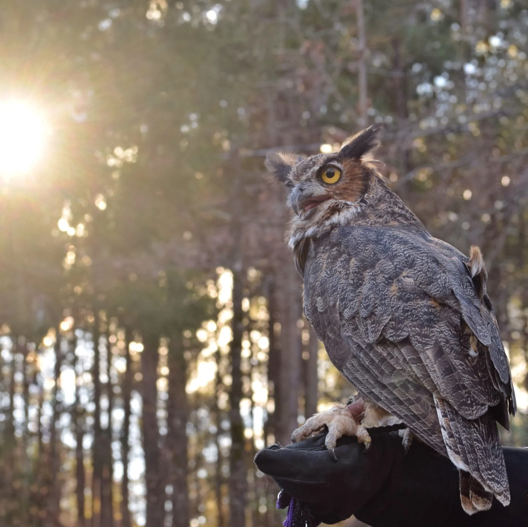 Bellatrix (Great Horned Owl)