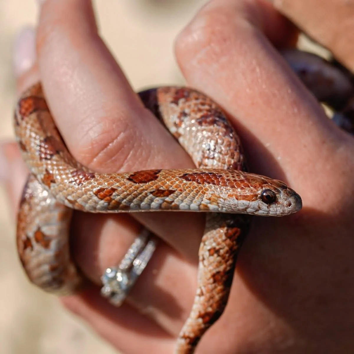 Guacamole (Mole King Snake)