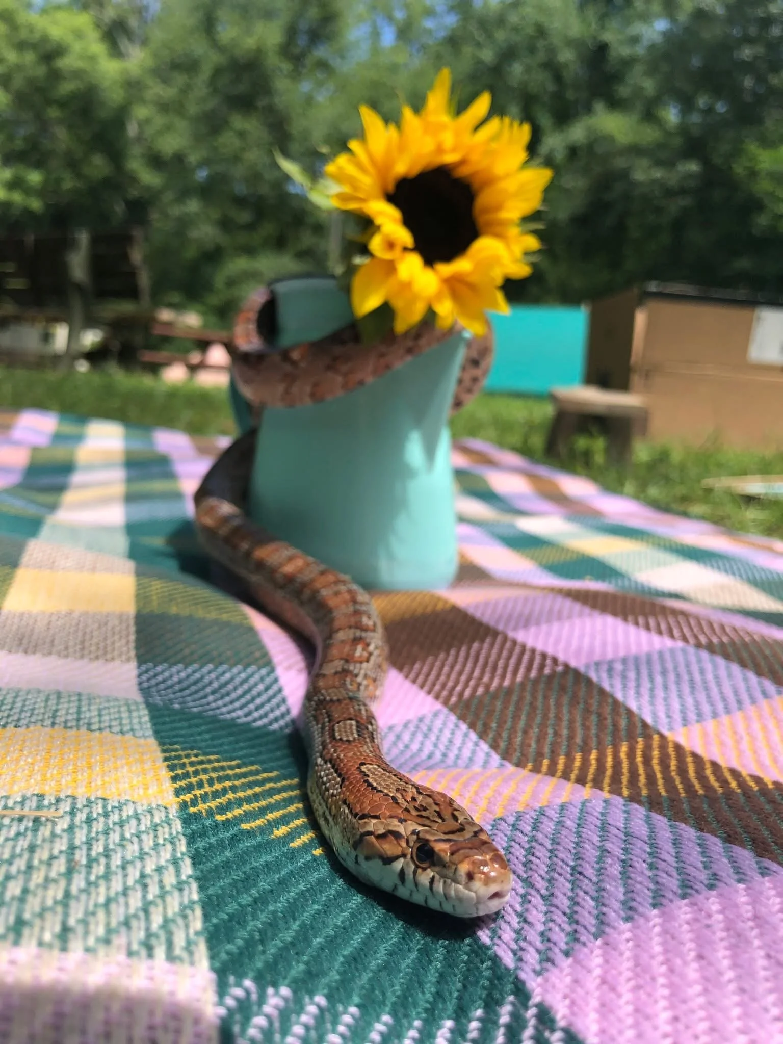 Kellogg (Corn Snake)