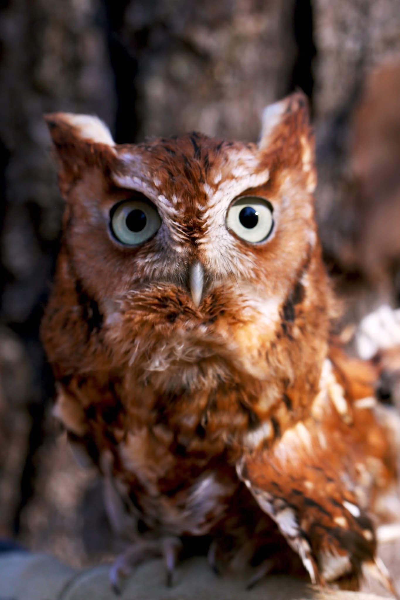 Otus (Eastern Screech Owl)