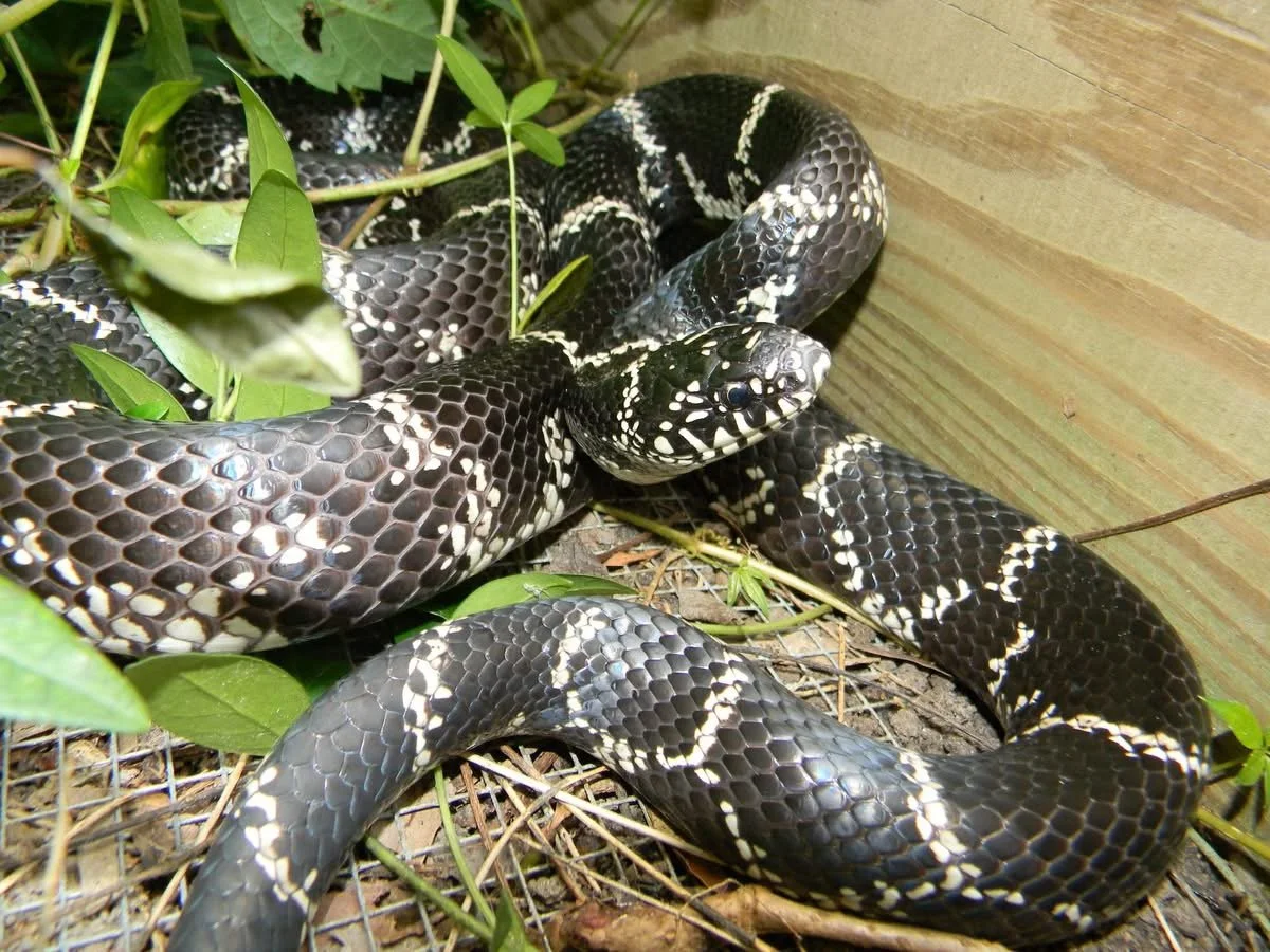 Reina (Eastern King Snake)