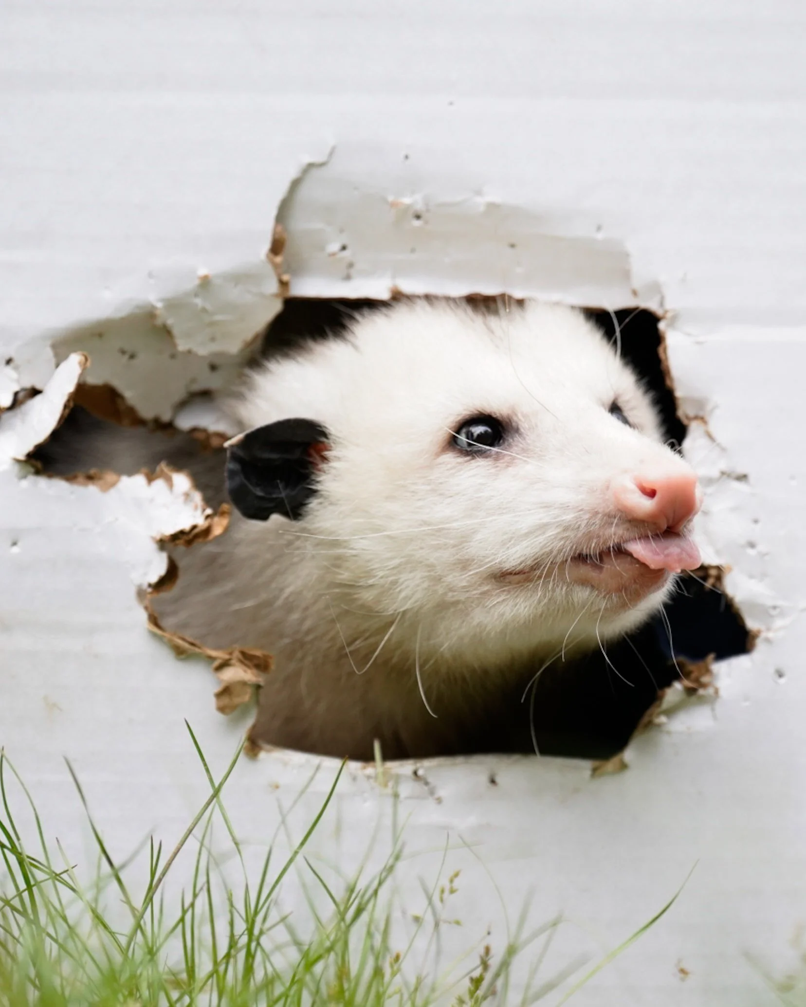 Pepper (Virginia Opossum)