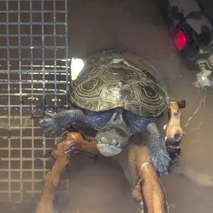 Penn (Diamondback Terrapin)