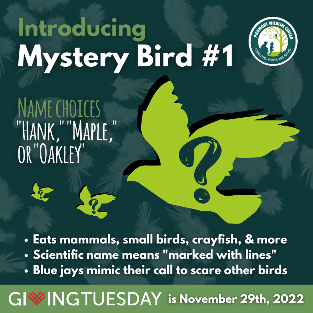 GivingTuesday 2022: Mystery Birds — Piedmont Wildlife Center GivingTuesday 2022: Mystery Birds — Piedmont Wildlife Center