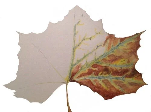 Autumn Leaf
