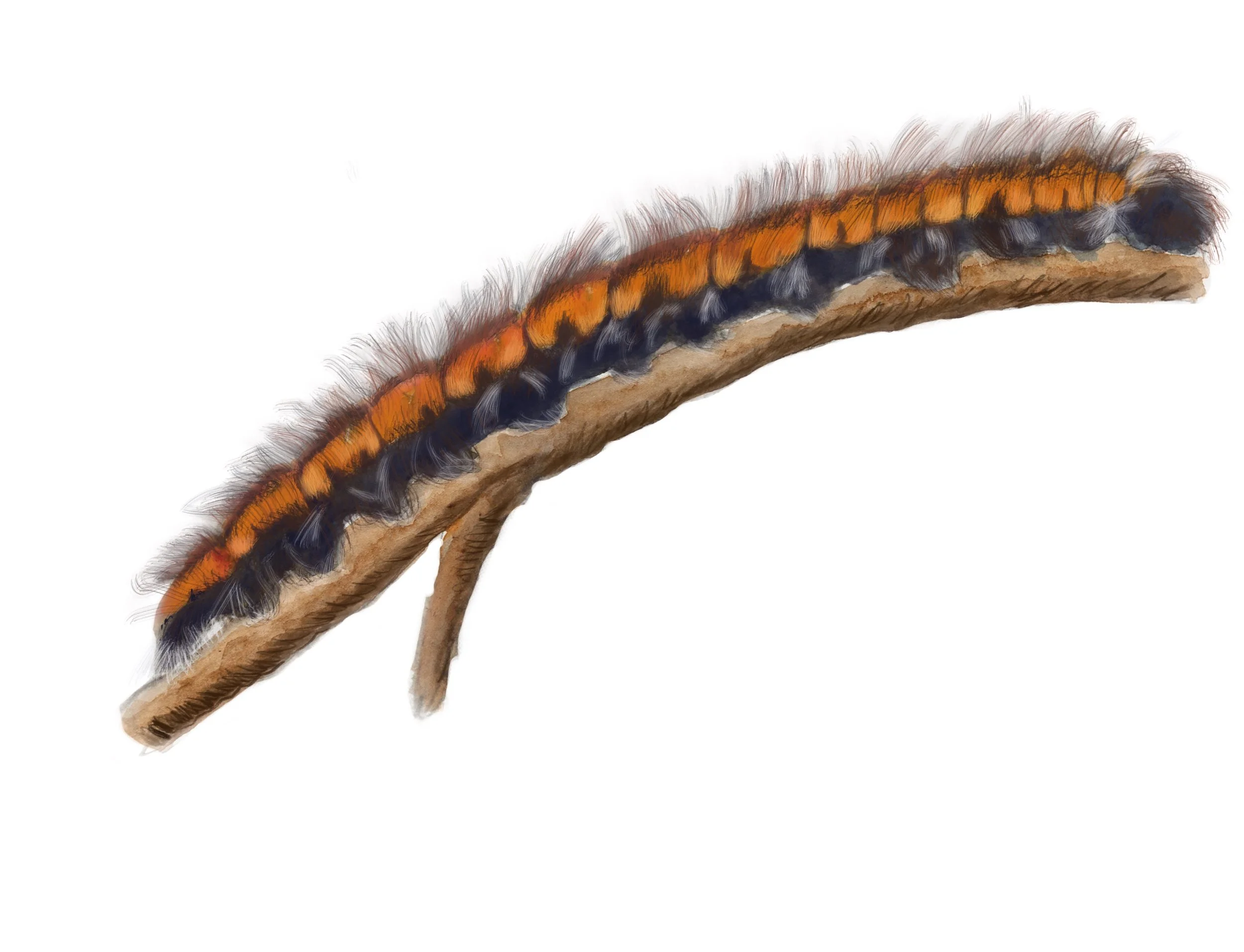Caterpillar.JPG