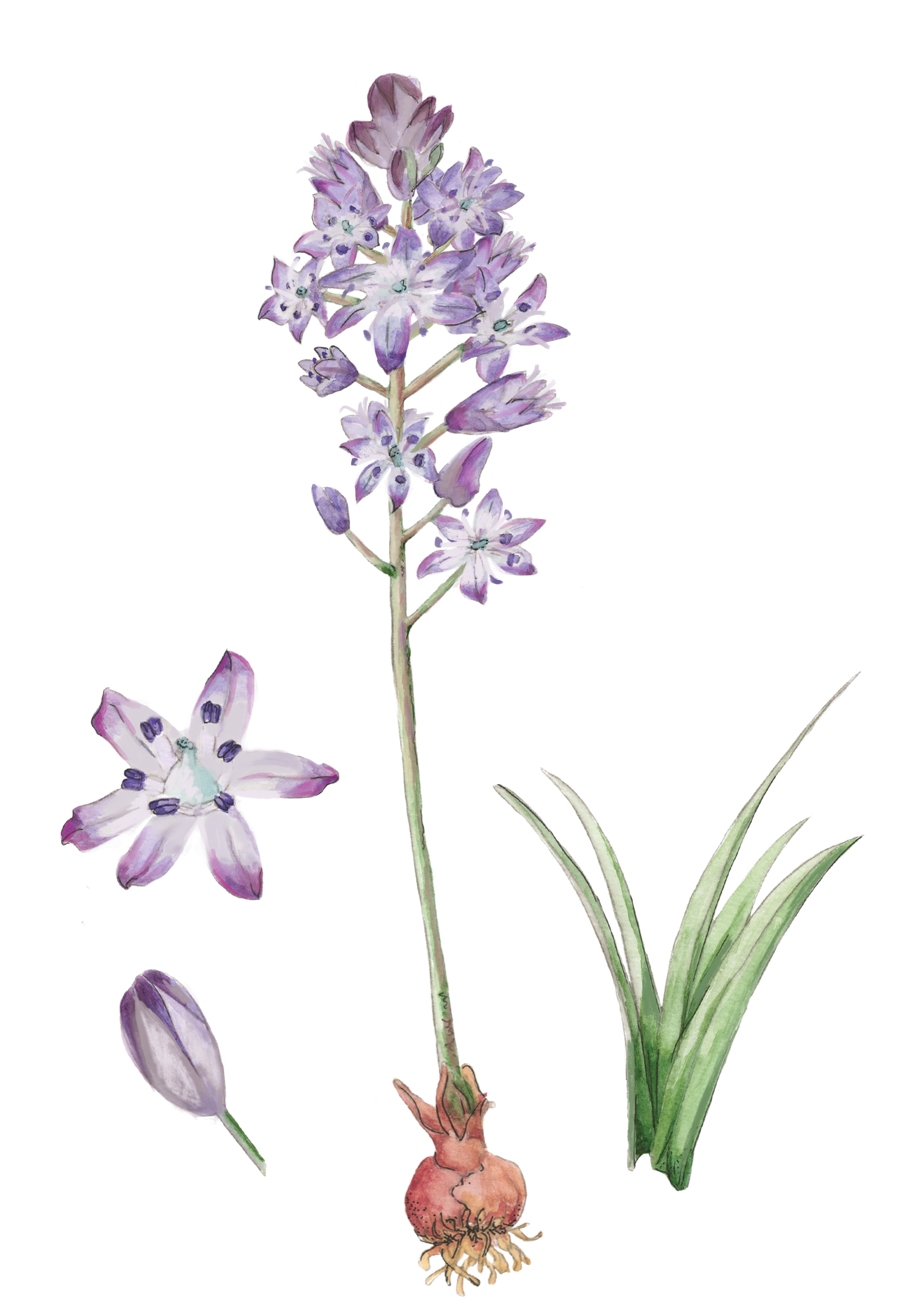 Autumn_Squill.png
