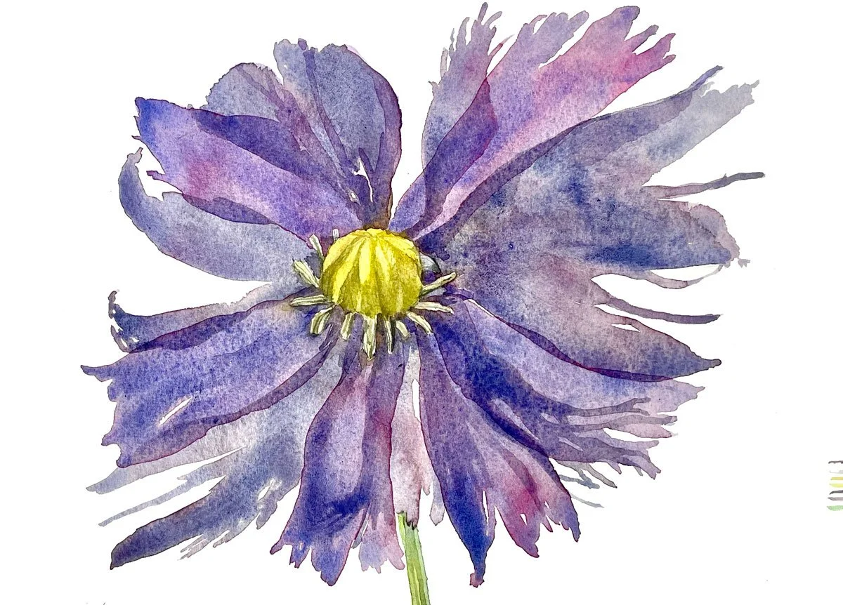 PURPLEPOPPY.jpg