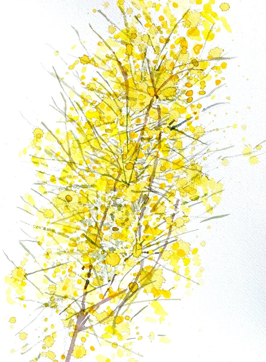 ACIACIA_TWIG.jpg