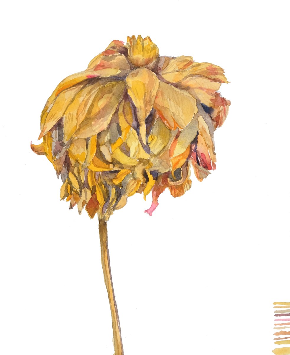 JH_DRIEDZINNIA.jpg