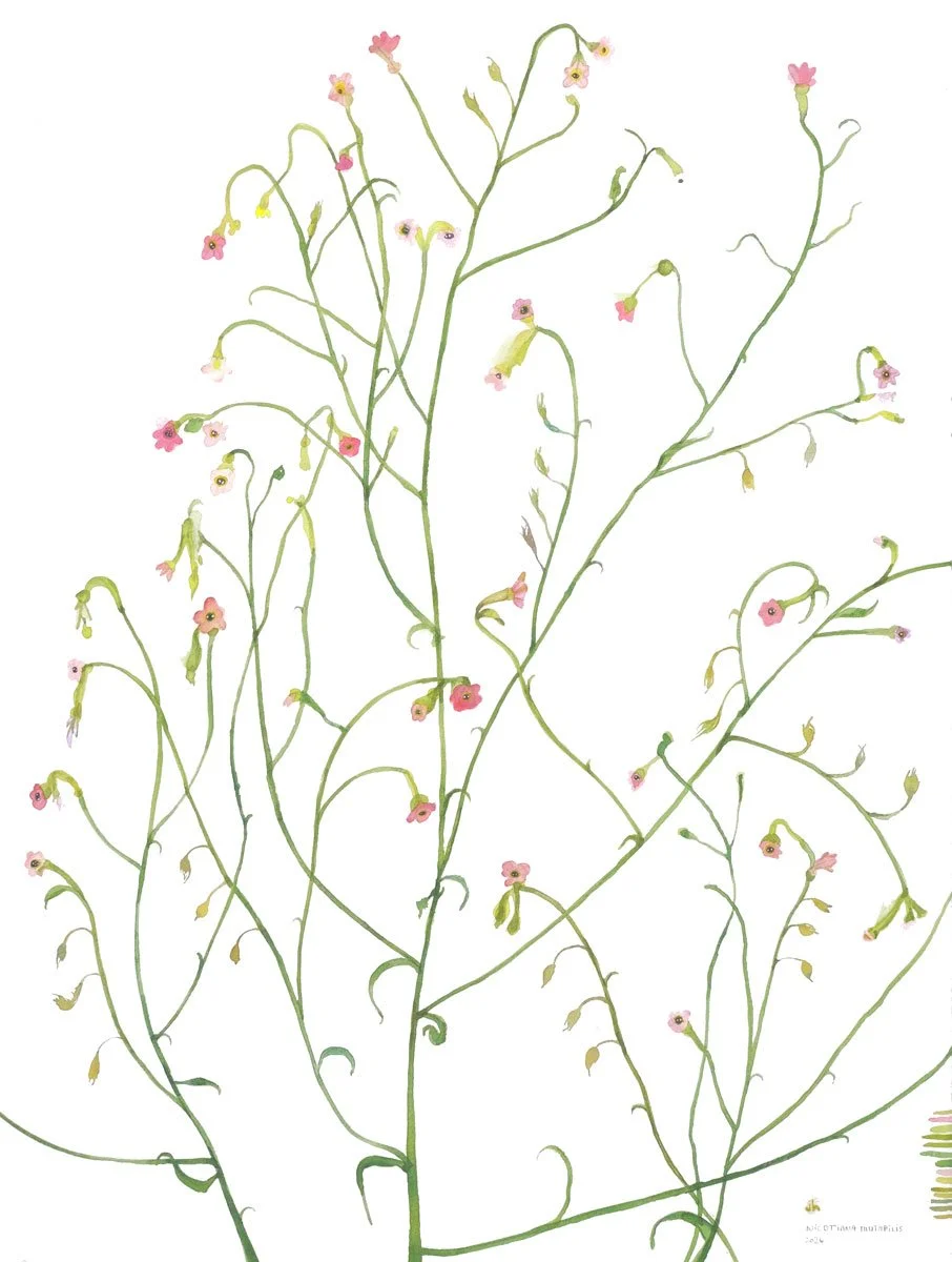 JH_NICOTIANA2.jpg