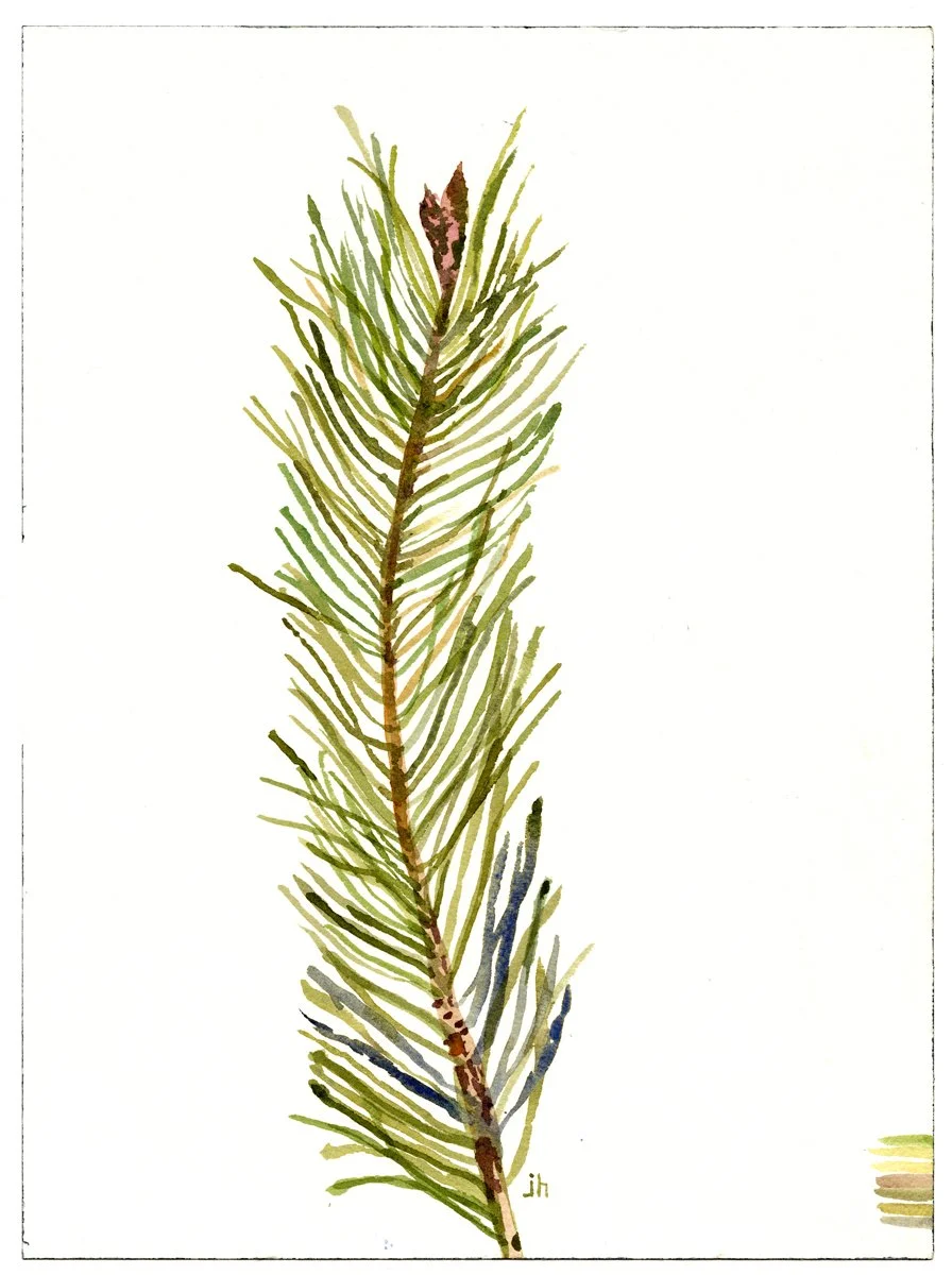 JH_FIR_SPRIG.jpg