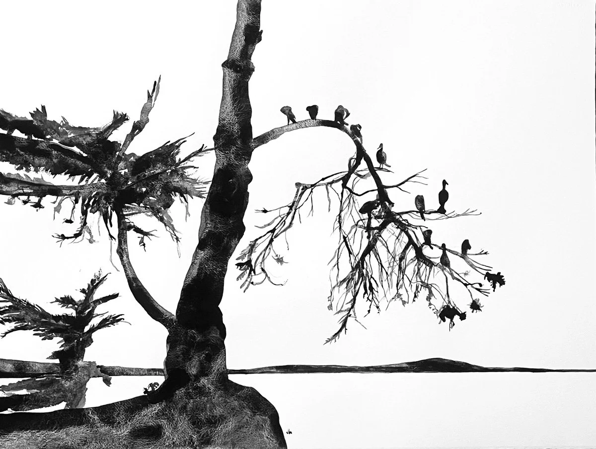 THEHOOK_CORMORANTS.jpg
