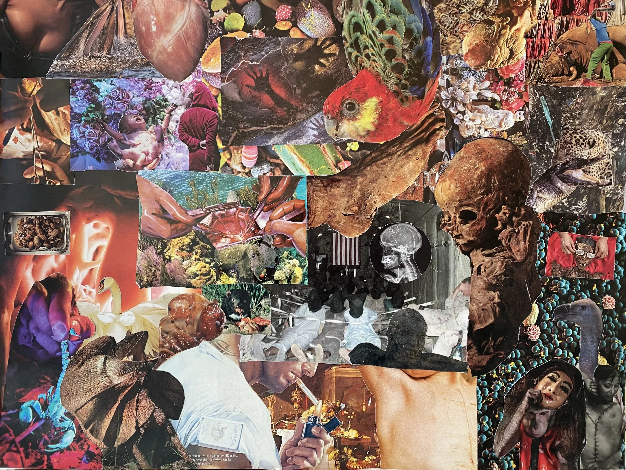 collage1.jpeg