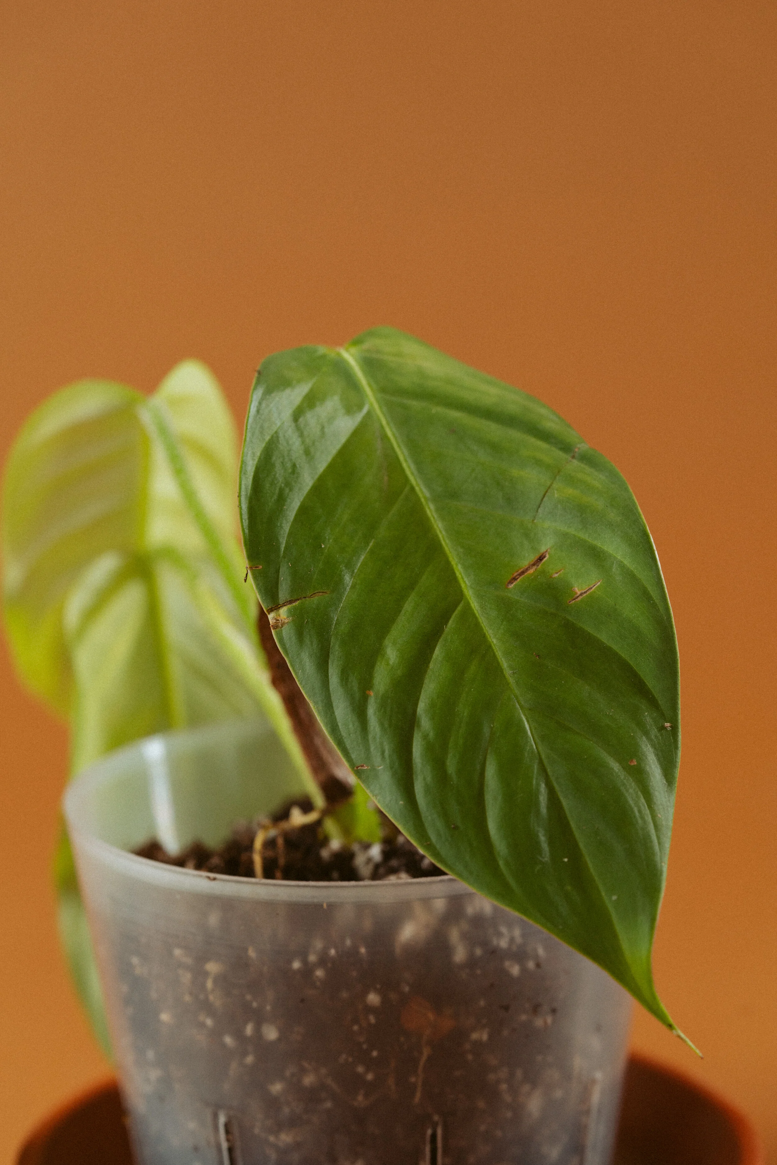 Philodendron Genevievianum Bicycle Cafe Canmore