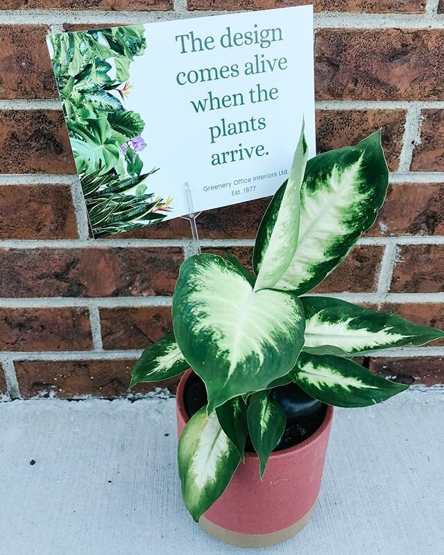 Sometimes it&rsquo;s the little things that brighten up your day! 🌱 Thanks for the sweet little plant @greenerycalgary