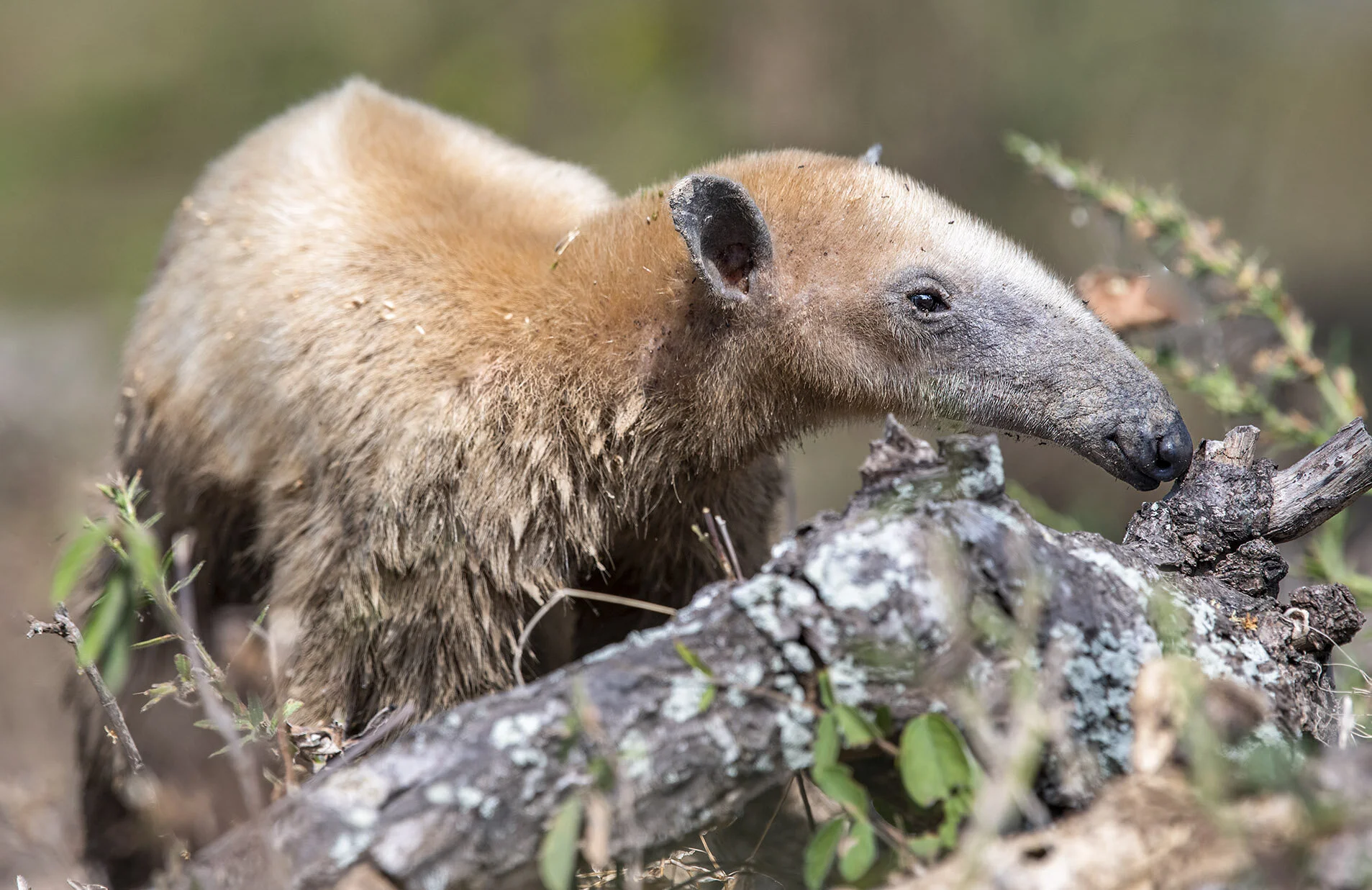 Tamandua_Close.jpg