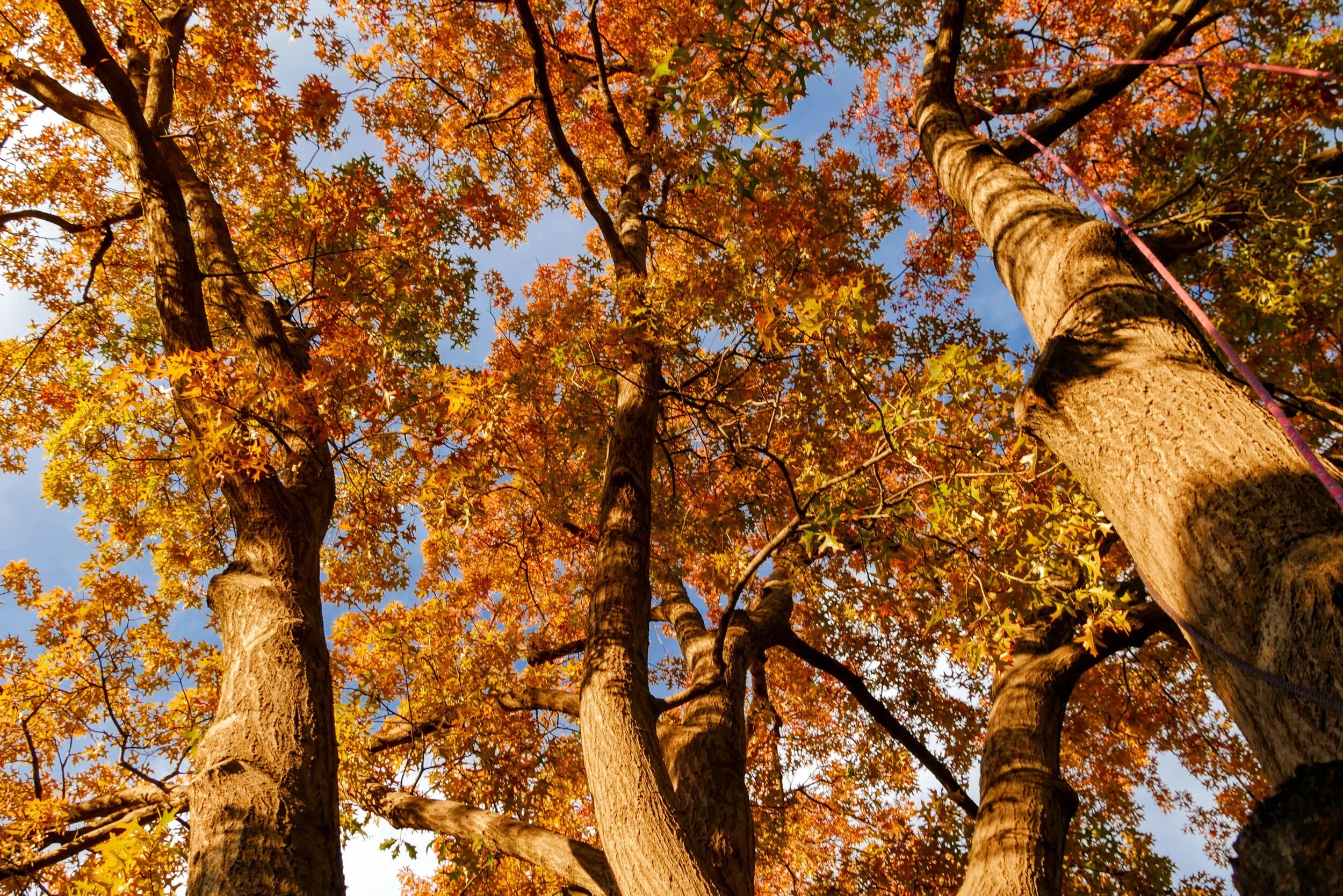Stop Pruning Oak and Elm on April 1st