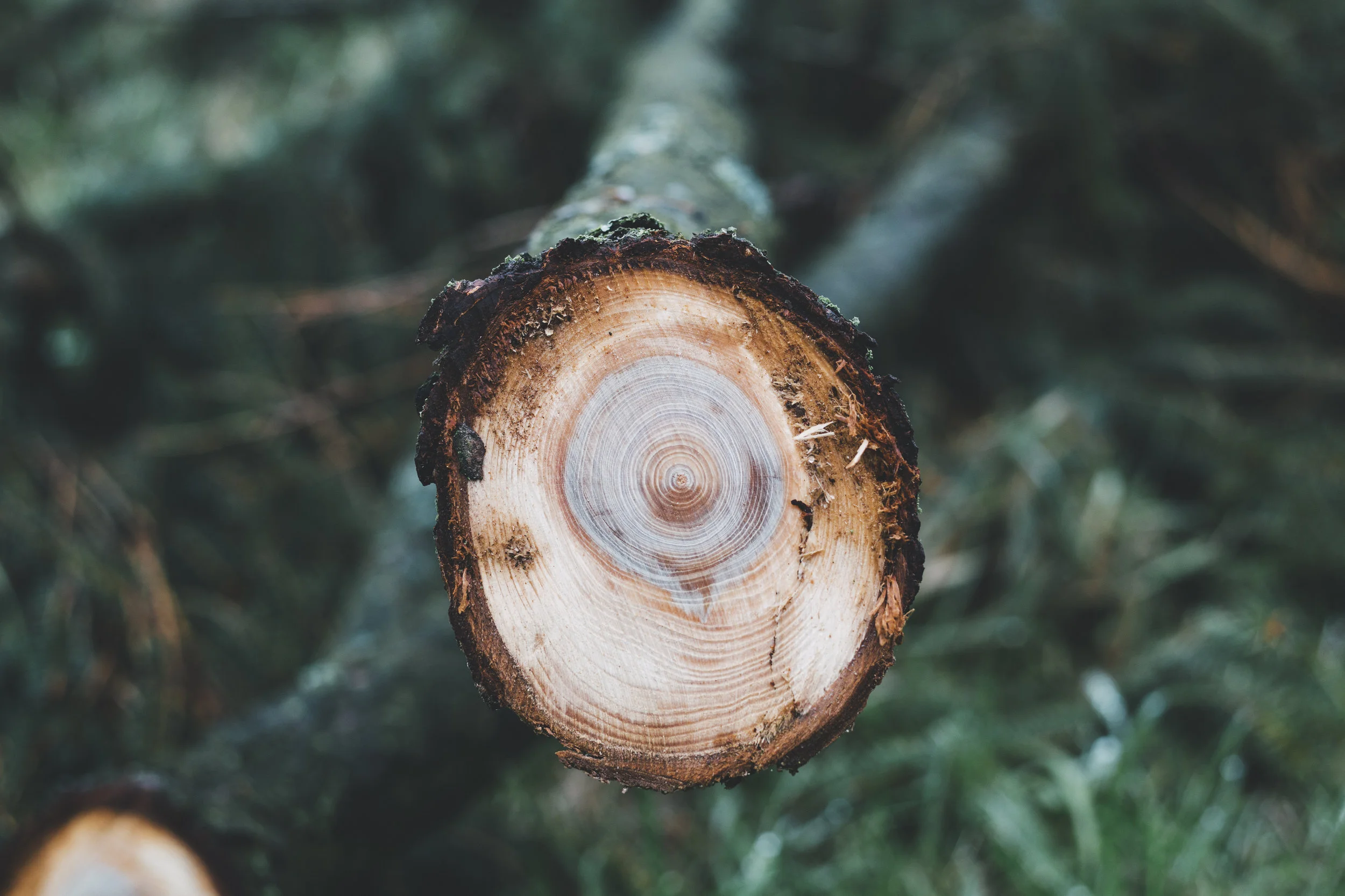 How to Prune Like a Pro