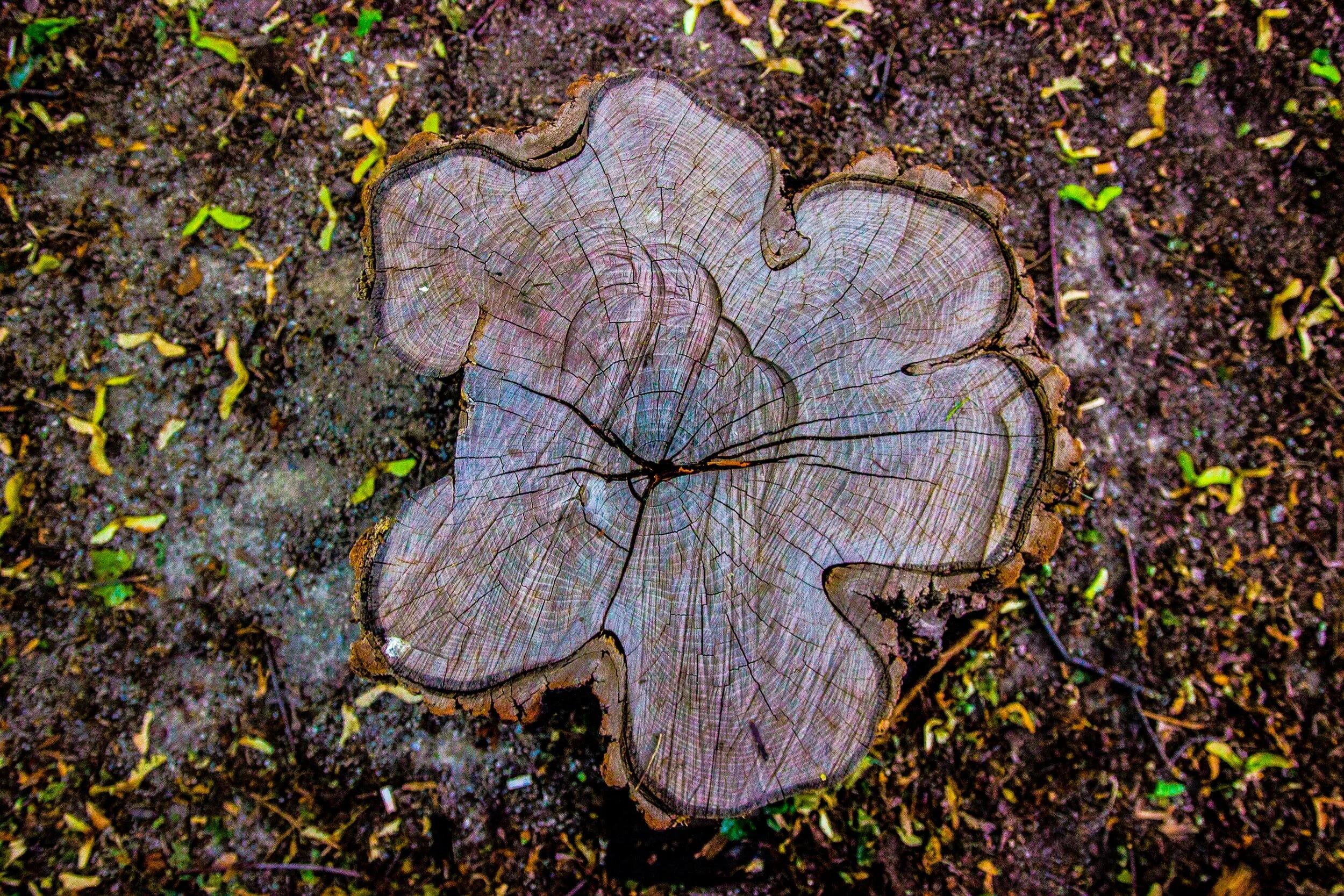 5 Reasons Why You Should Remove Your Tree Stump