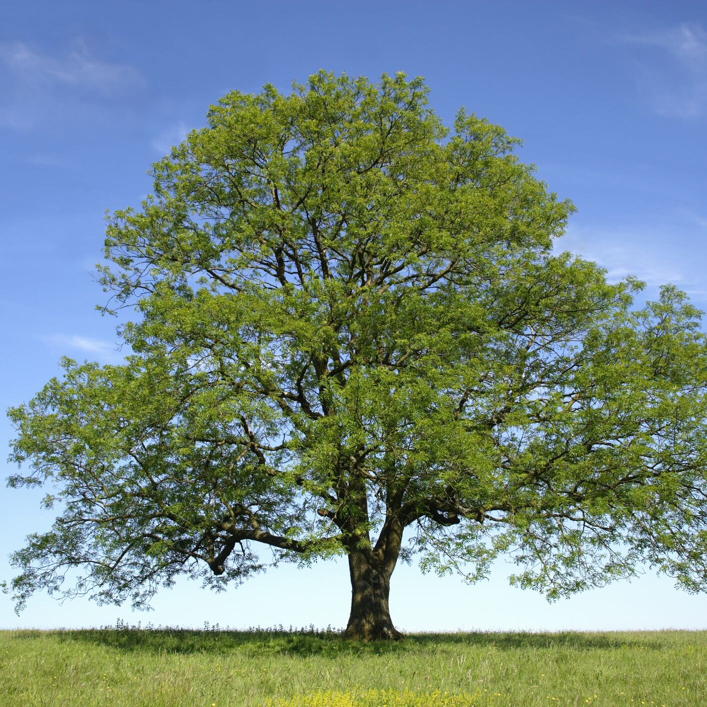 a guide to green ash trees — about