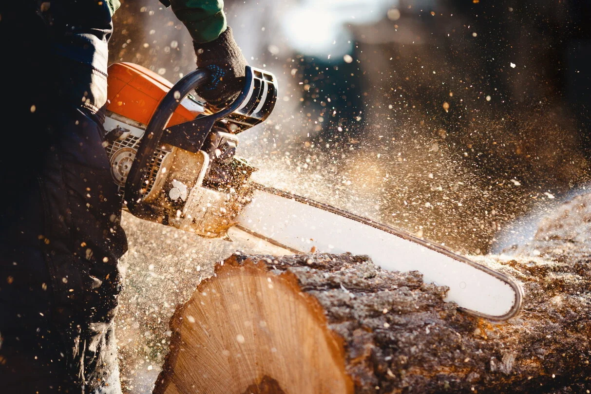 5 Reasons Why You Should Hire A Certified Arborist Near You