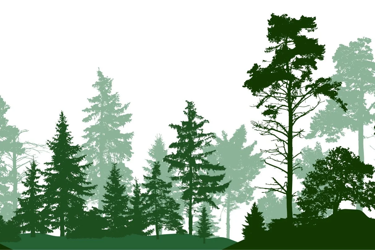 Designing Landscapes with Trees: What You Need to Know About Kansas City Trees