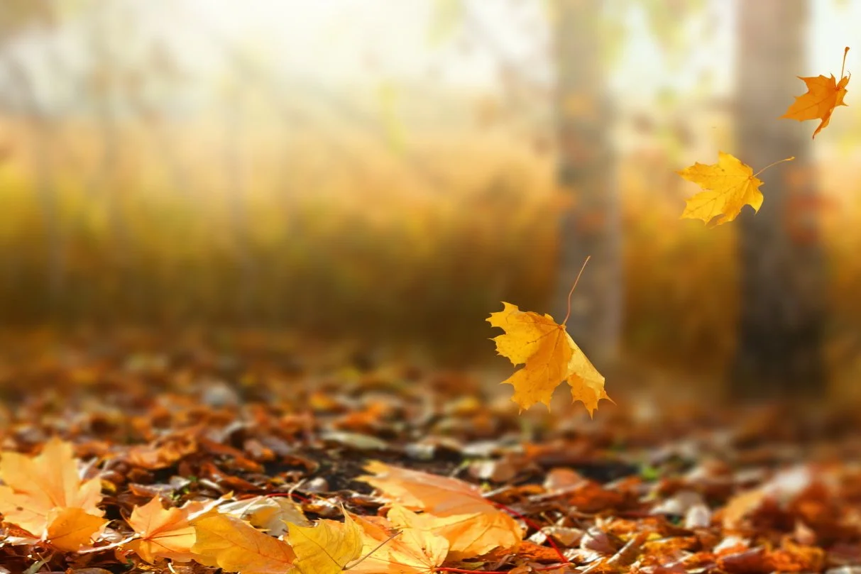 5 Things to Do With Fallen Autumn Leaves