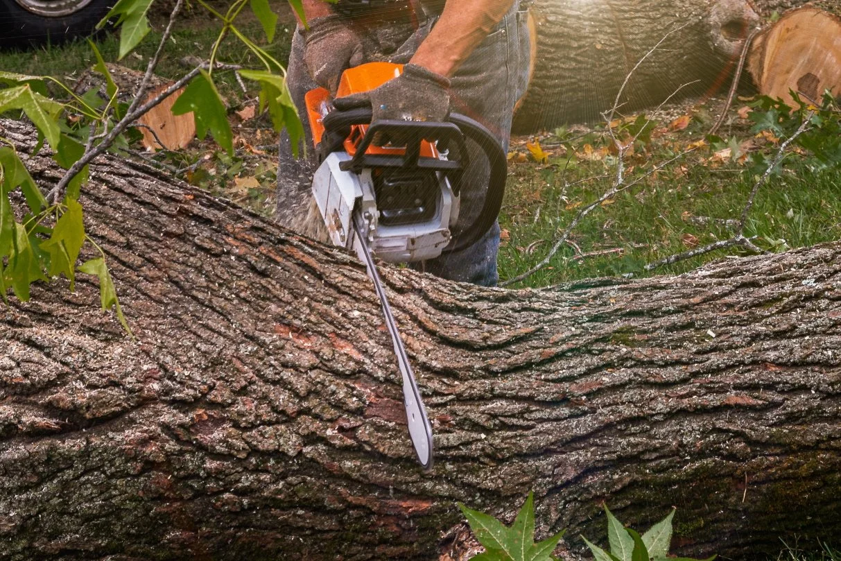 New Year, New Landscape Goals: Tree Care Projects to Start Planning for Now