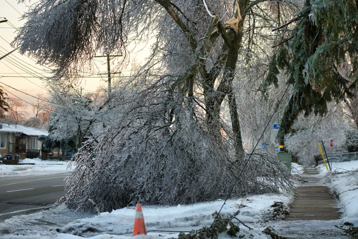 Winter Maintenance: Why You Should Call a Certified Arborist for Your Kansas City Tree Care