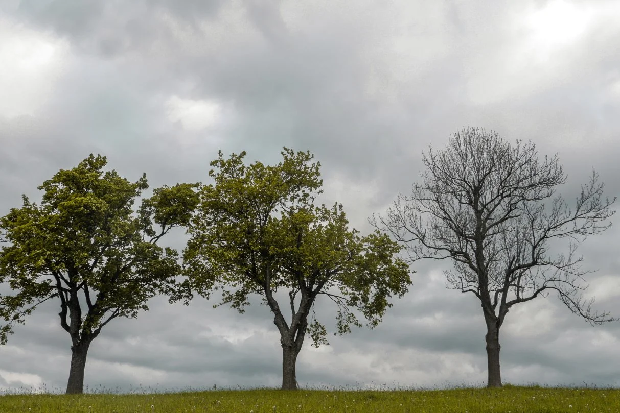 Signs Your Tree Might Be Sick