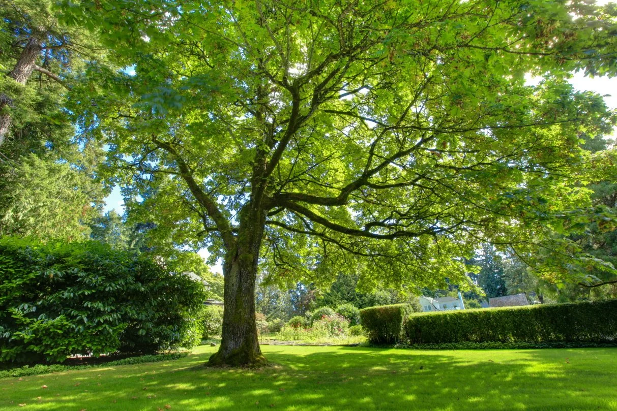 Is Your Tree Losing Its Bark? Do You Know Why?