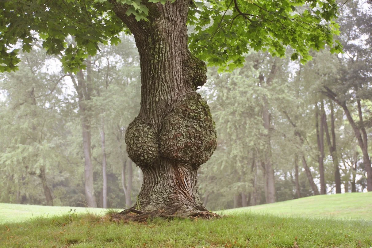 Lumps and Growths on Trees: What Do They Mean?