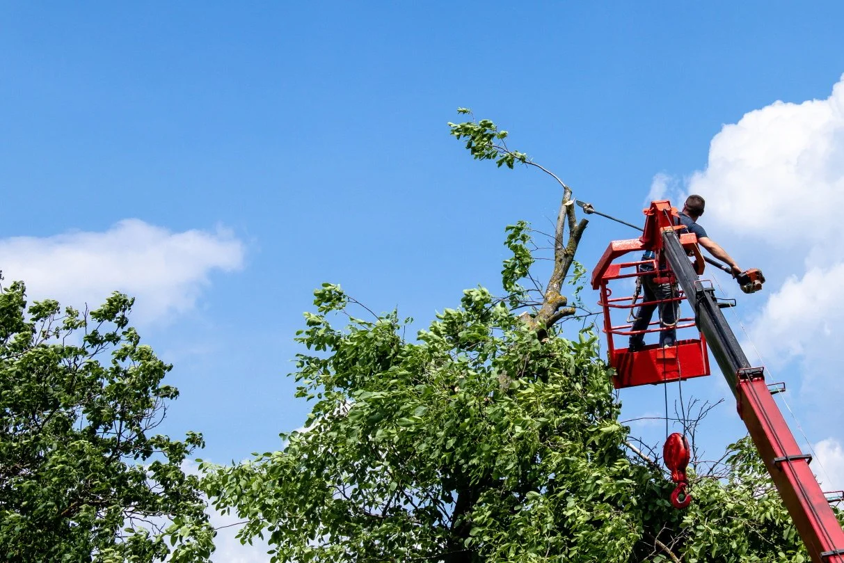 Kansas City Tree Care: We’ll Stop Pruning Oaks and Elms On April 1