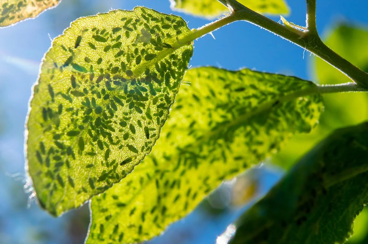 Tree Care 101: Watch Out for Spring and Summer Tree Pests