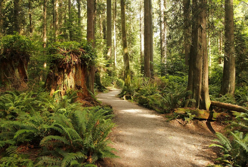 Forest trails - Vancouver Walk and Talk Therapy