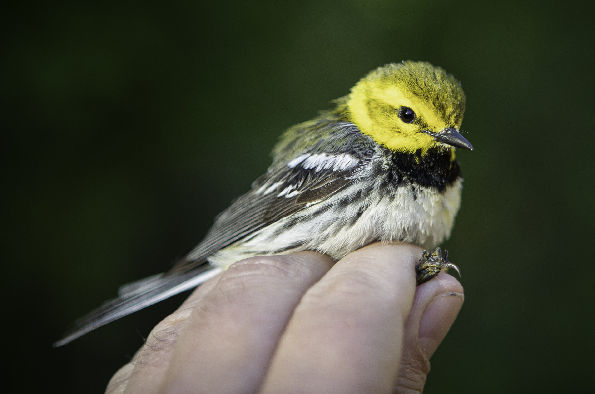 AHY Male Black-throated Green Warbler - Sugarloaf Cove