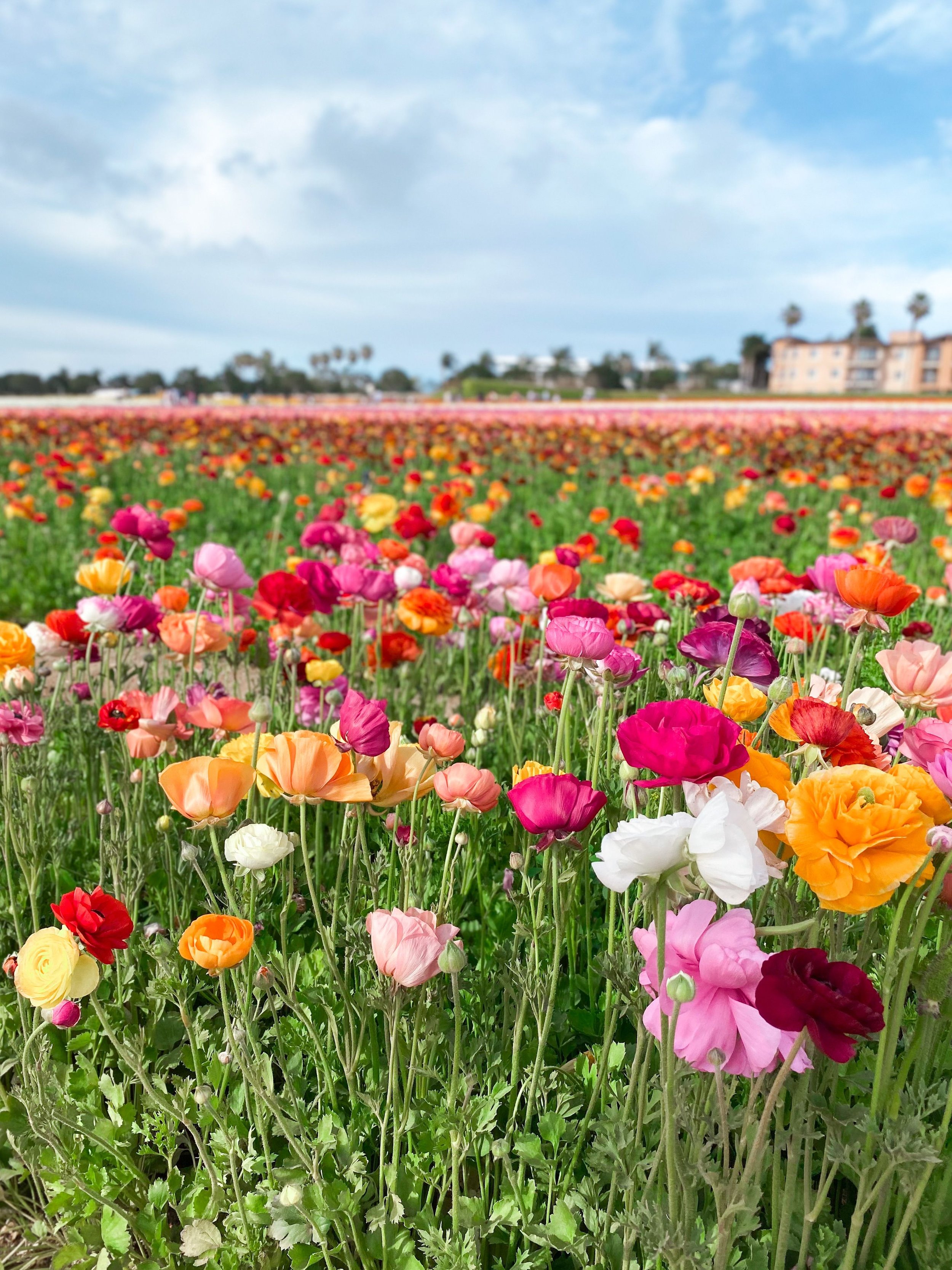 Carlsbad Flower Fields