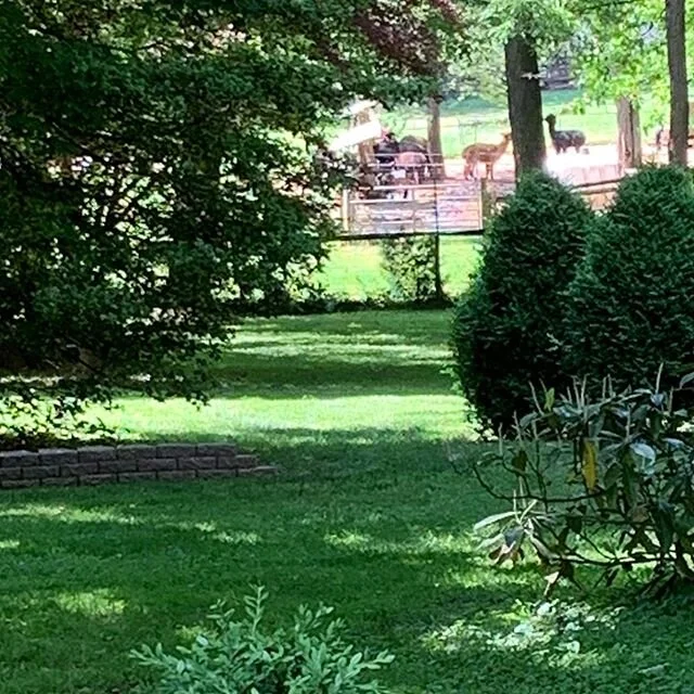 Love those neighborhood llamas, don&rsquo;t you?