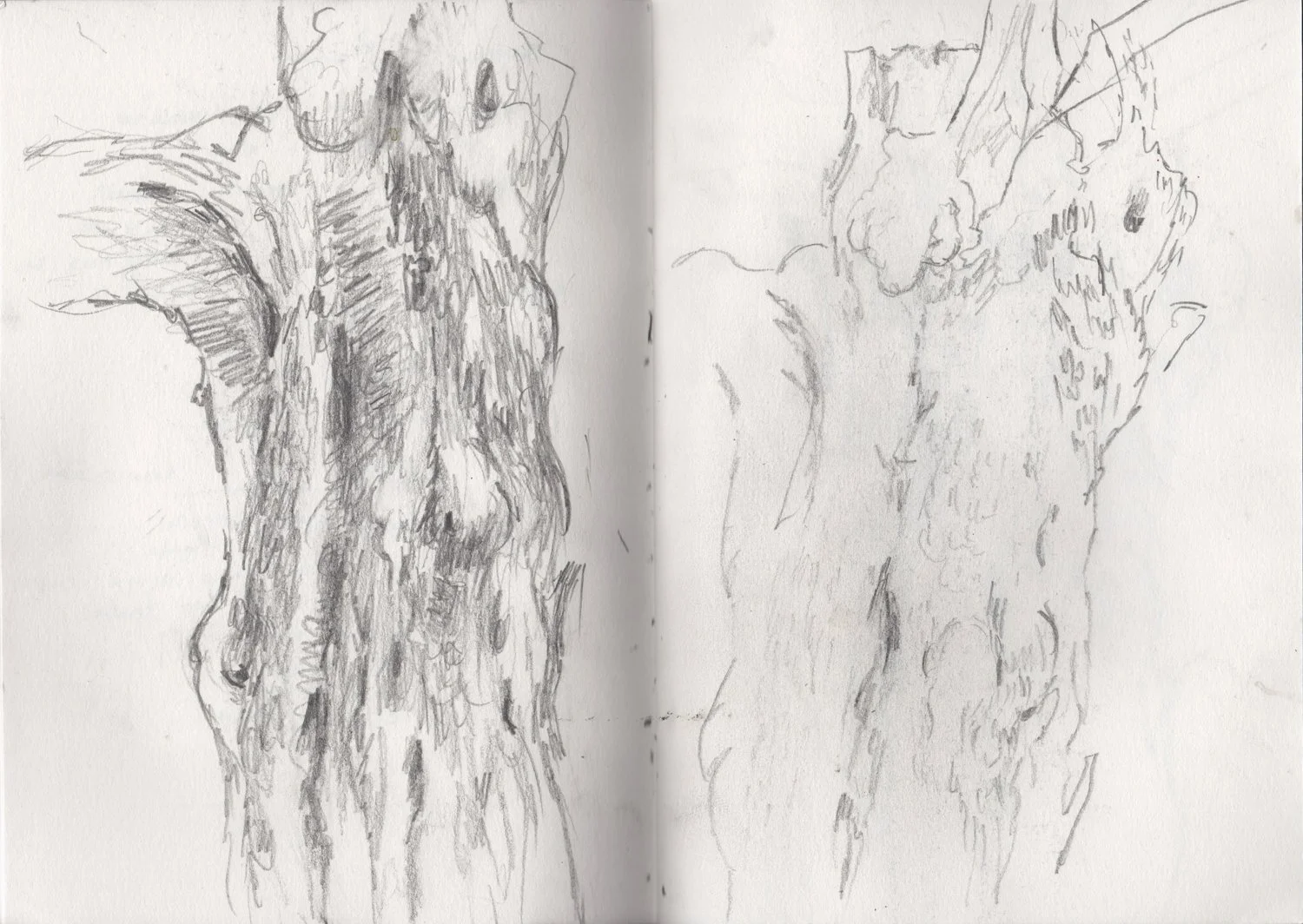 KaterinaPapazissi-Tree-sketchbook2016.jpg