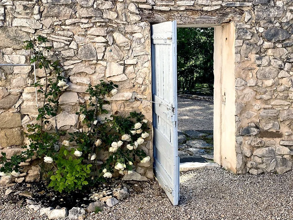  Roses Blauvac France 