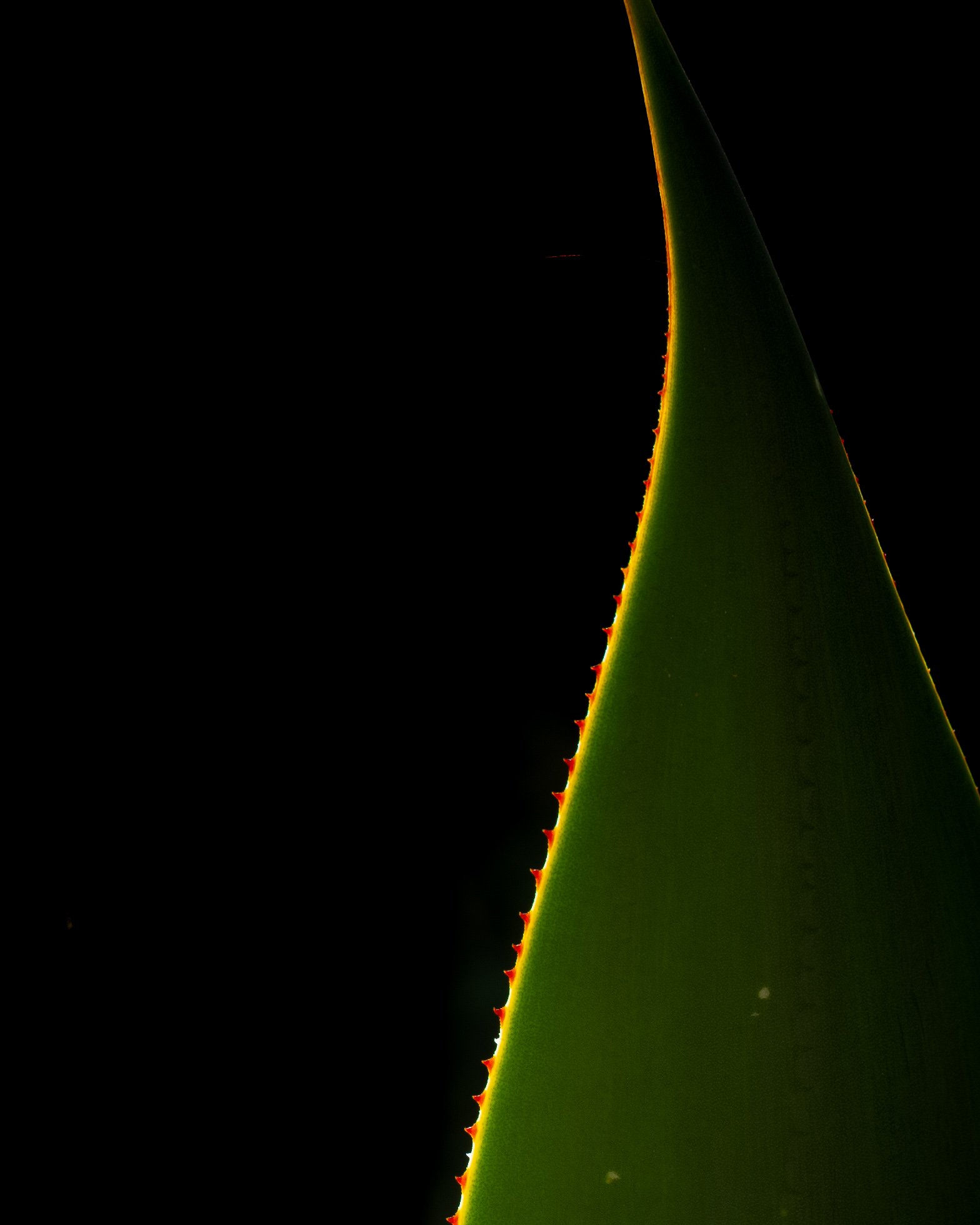 JLP_20200324_JLP320.904.jpg